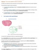 Le tissu musculaire - Histologie