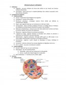 Ultrastructure cellulaire