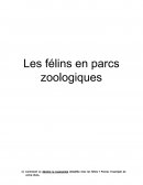 Les félins en parcs zoologiques