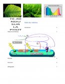 Compte rendu sur la photosynthèse